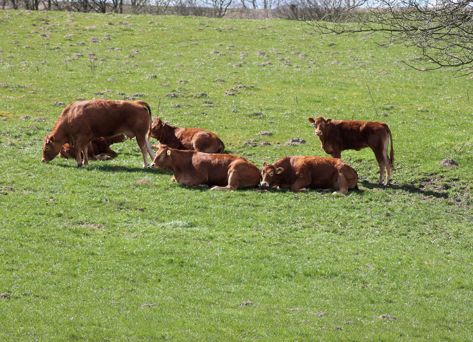 Canon EOS 1100D (EOS Rebel T3 / EOS Kiss X50) sample photo. Run, cattle, mark photography