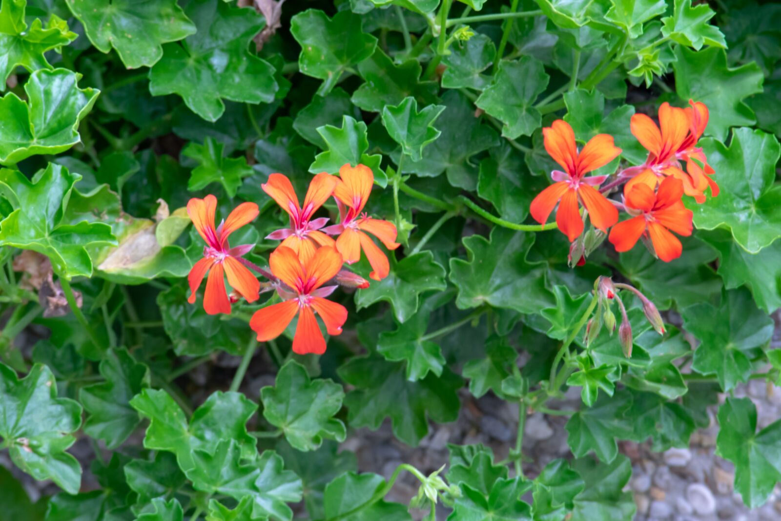 Nikon D3300 sample photo. Red, green, nature photography