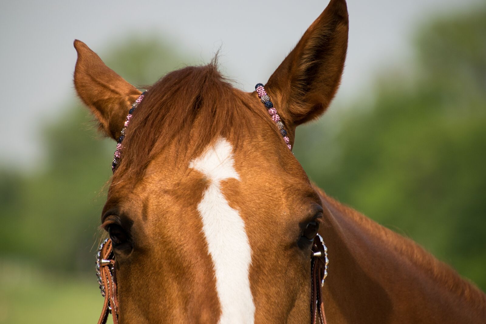 Nikon D3300 sample photo. Horse, western, ears photography