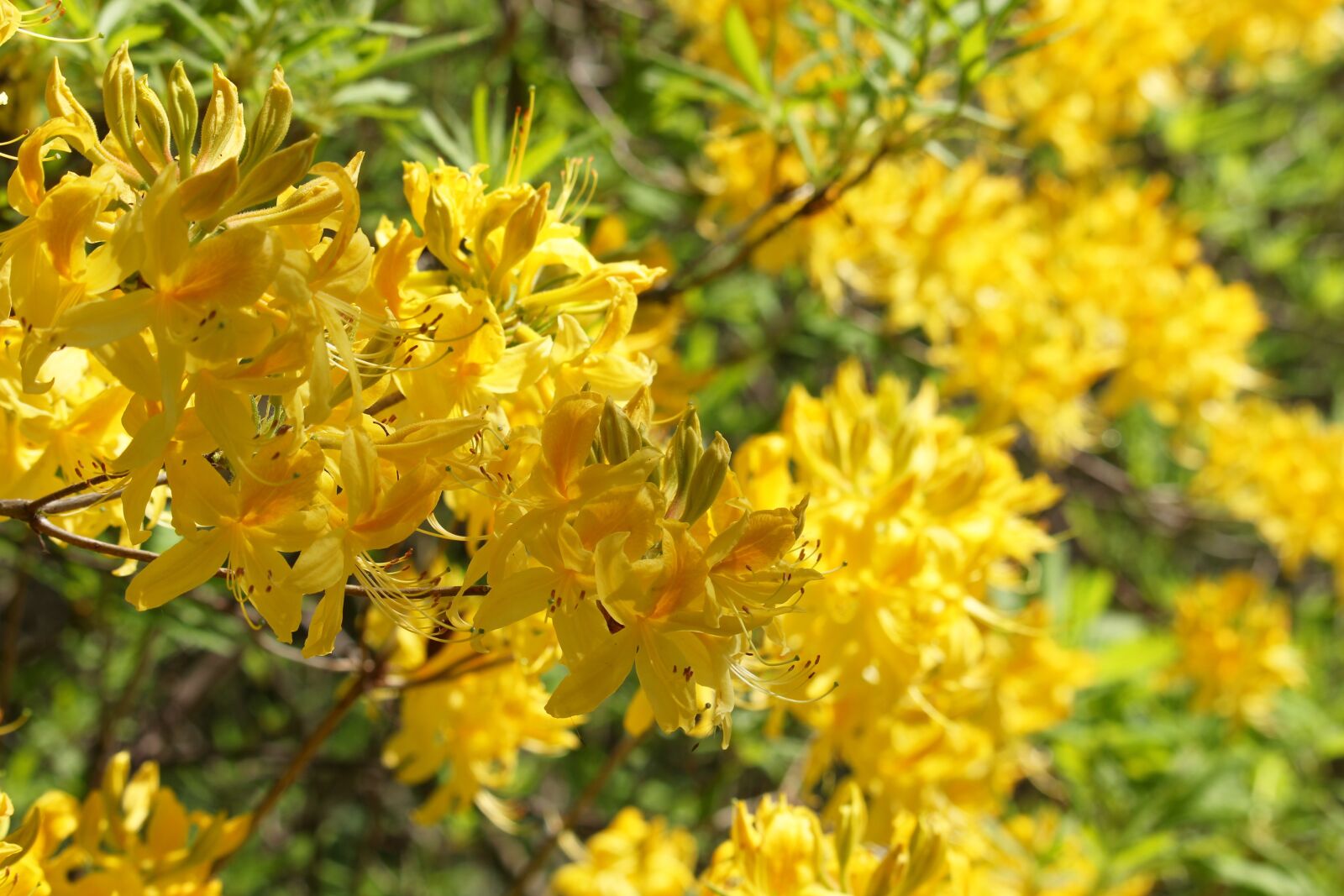 Canon EF-S 55-250mm F4-5.6 IS STM sample photo. Rhododendron, arboretum, park photography
