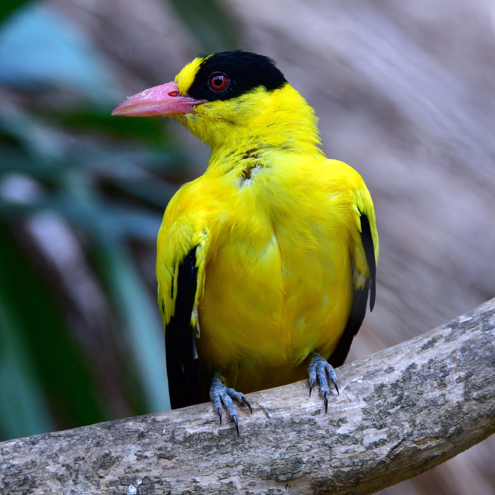 Nikon D850 sample photo. Yellow, bird, colorful photography