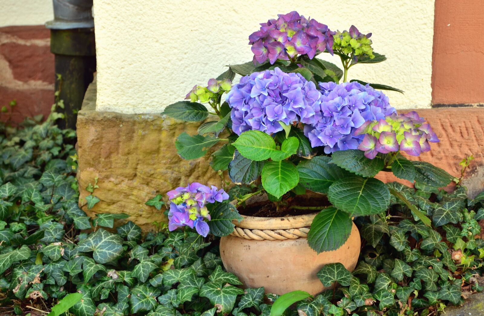 Nikon D5100 sample photo. Geranium, ivy, flower pot photography