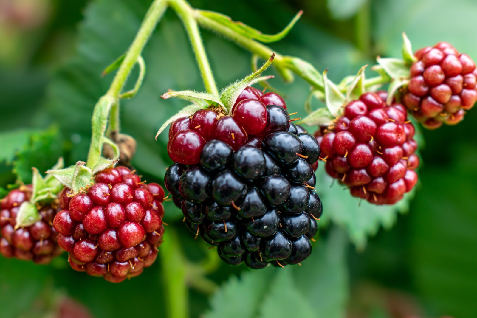 Nikon D5300 sample photo. Blackberries, blackberry plant, fruit photography