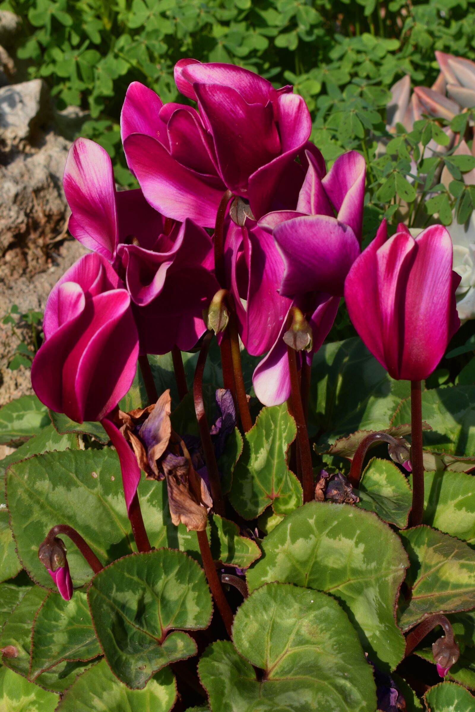 Nikon D3500 sample photo. Cyclamen, flower, purple photography