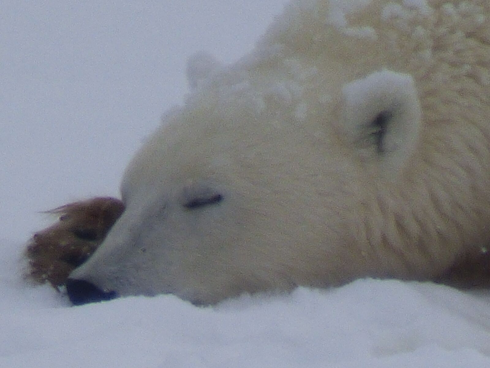 Panasonic Lumix DMC-FZ70 sample photo. The polar bear, polar photography