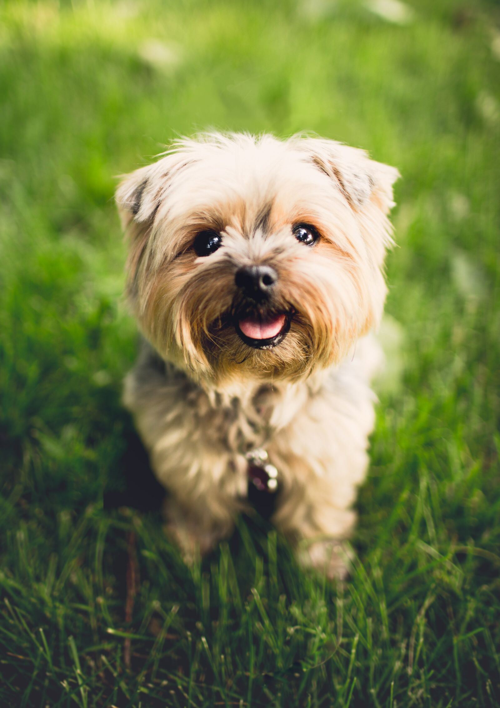 Canon EOS 6D + Canon EF 35mm F1.4L USM sample photo. Adorable, animal, breed photography