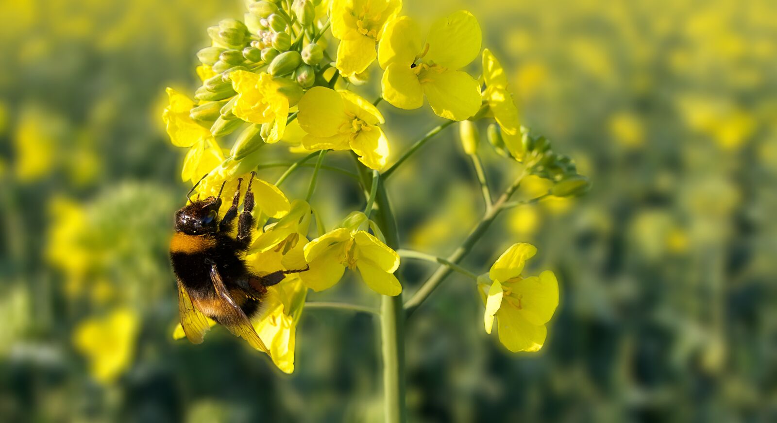 Panasonic Lumix DMC-FZ2500 (Lumix DMC-FZ2000) sample photo. Hummel, rapeseed, flower photography