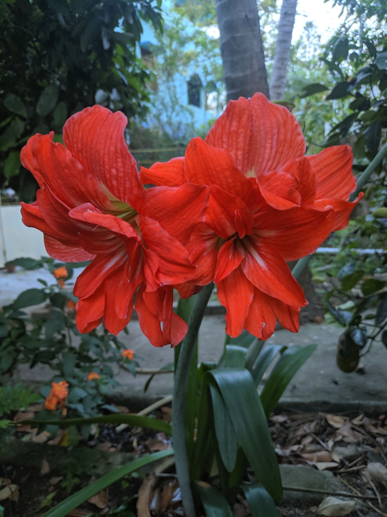 Xiaomi POCO F1 sample photo. Red flower, winter bloom photography