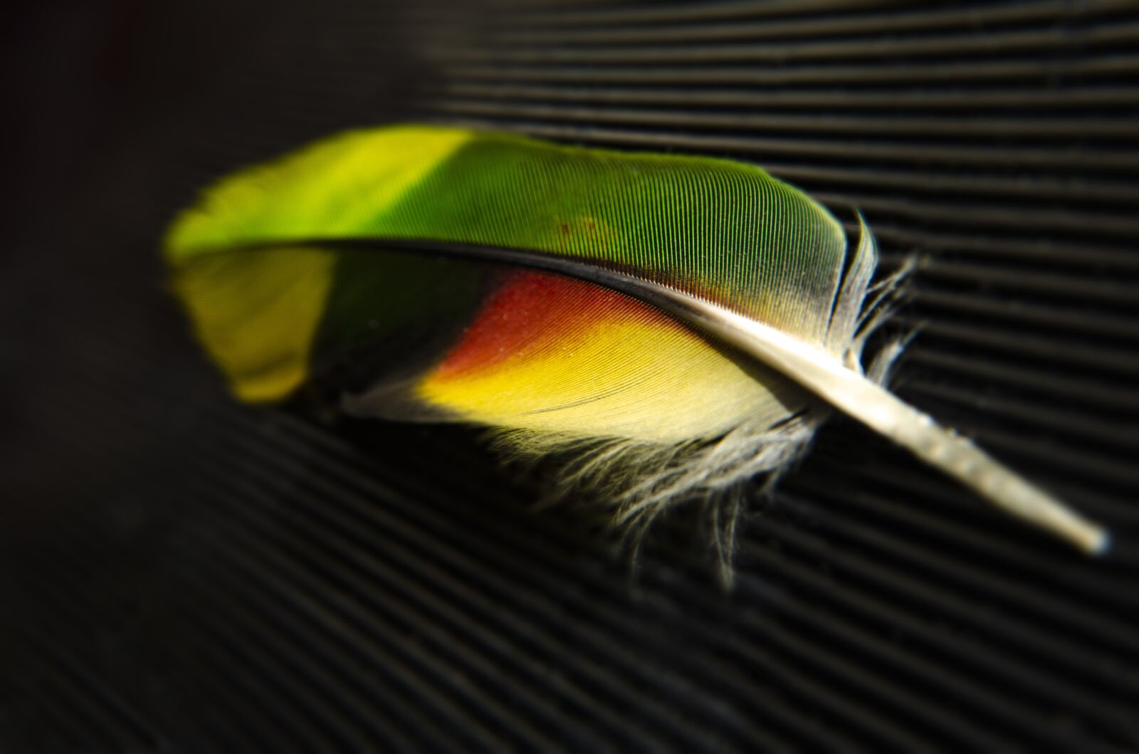 Nikon D7000 sample photo. Father, bird, nature photography