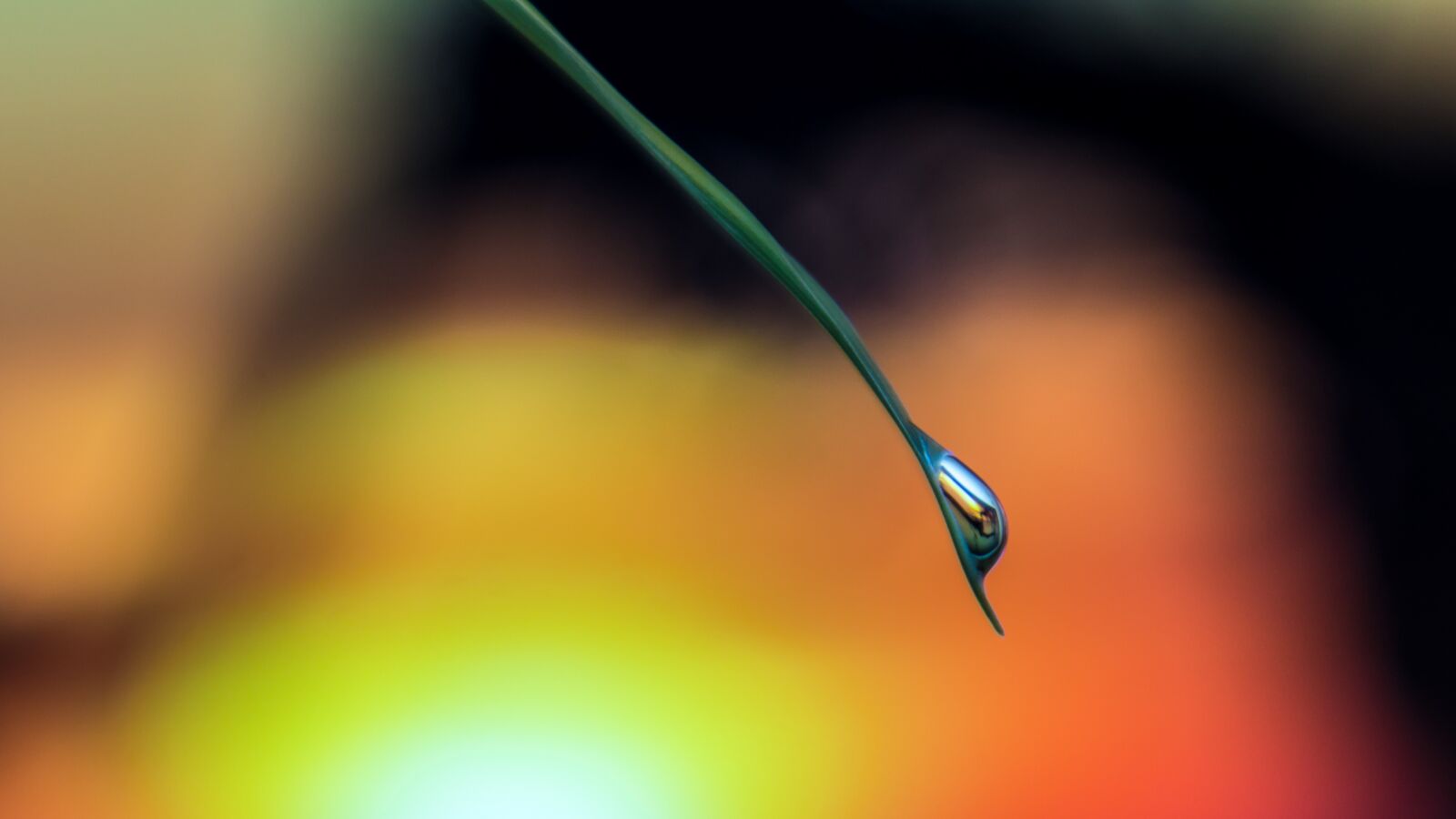 Canon EOS 70D sample photo. Blade of grass, sunset photography