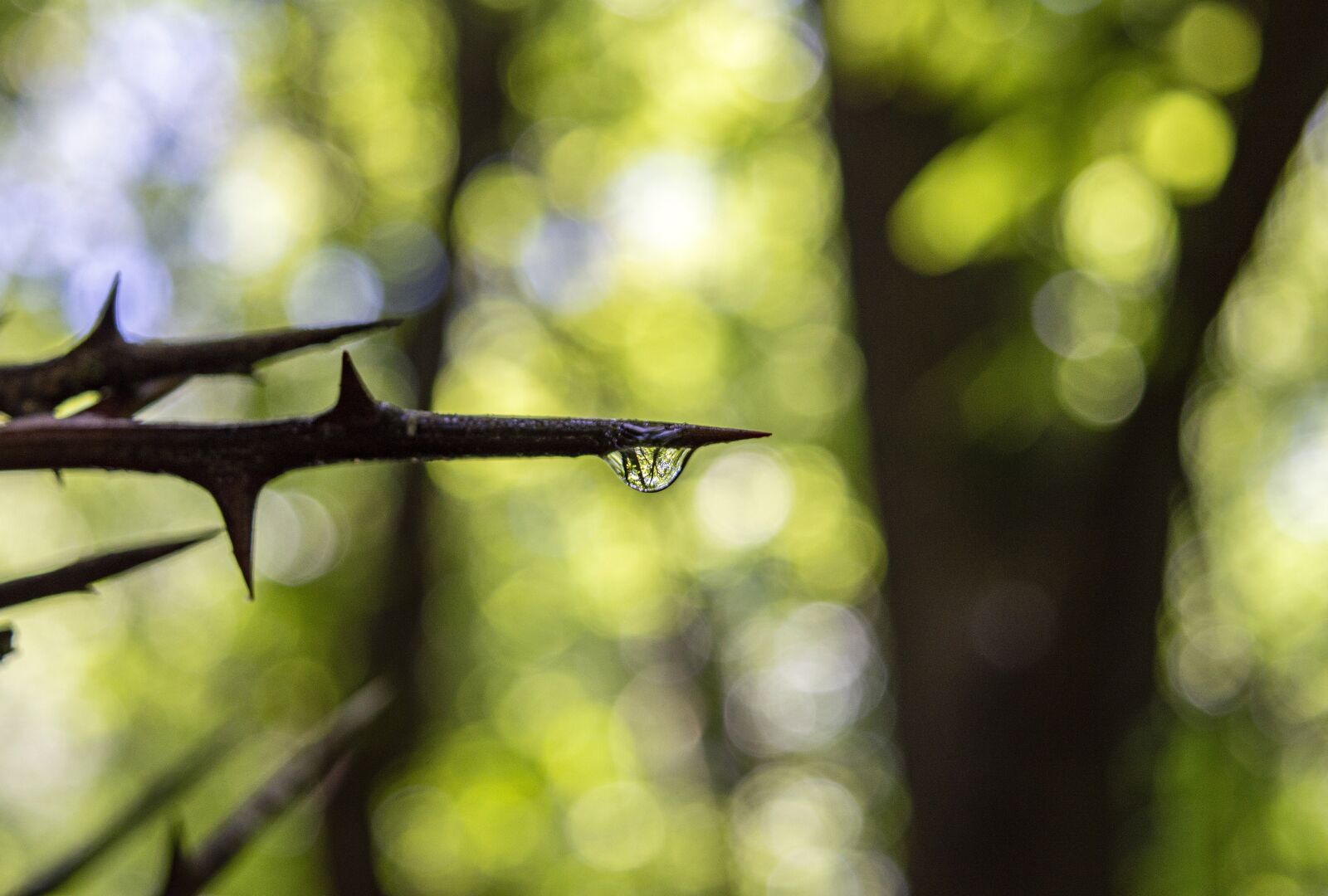 Nikon D3200 sample photo. Point, sharp, thorn photography
