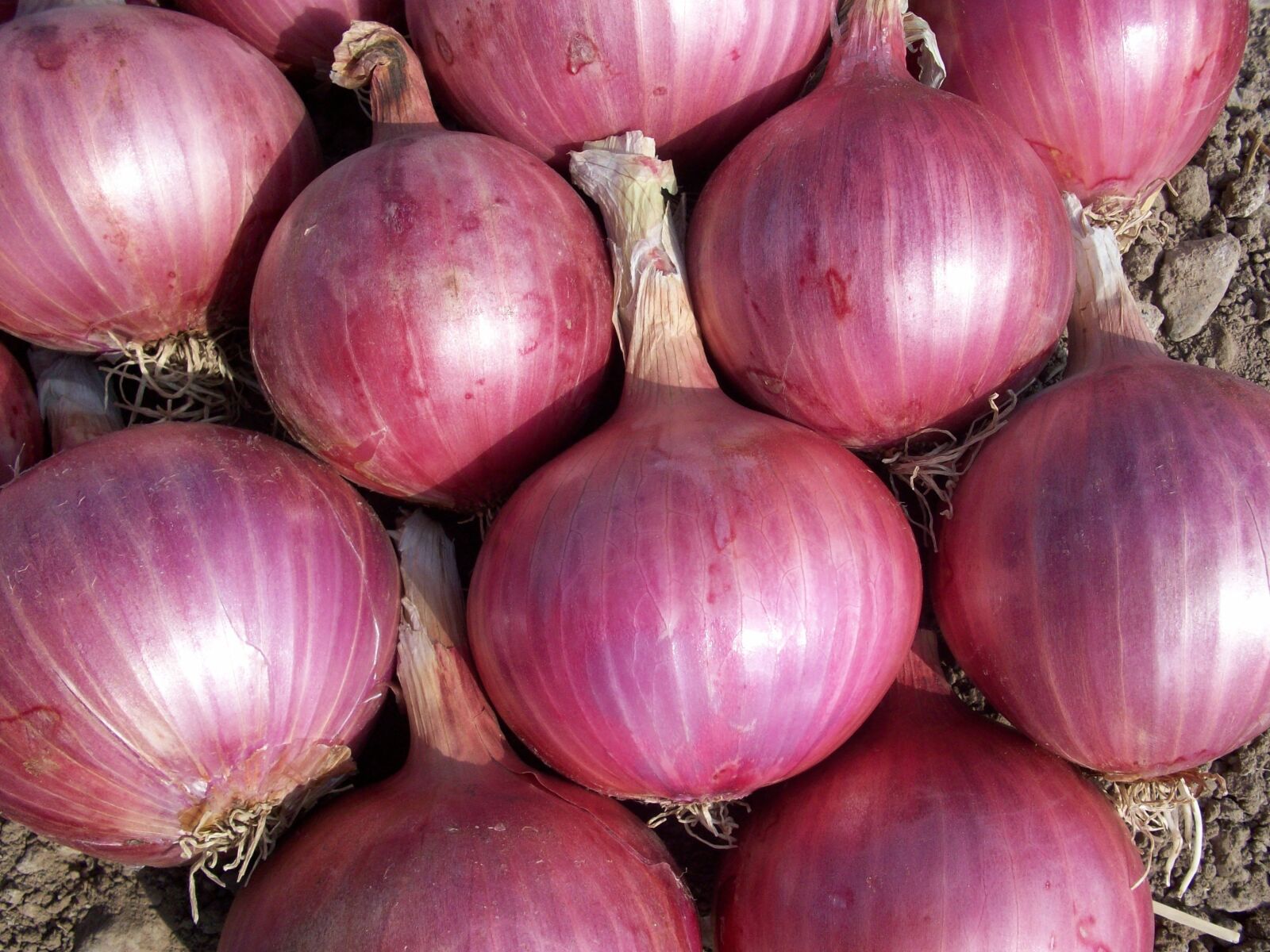 Kodak EASYSHARE M863 DIGITAL CAMERA sample photo. Onion, vegetables, power photography