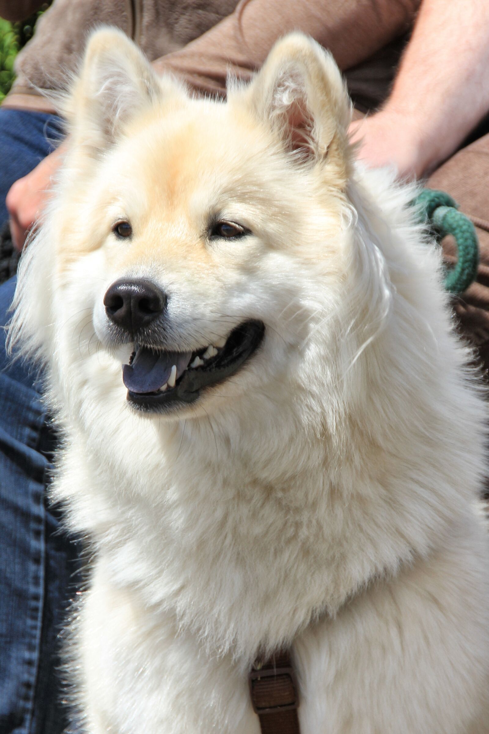 Canon EOS 550D (EOS Rebel T2i / EOS Kiss X4) sample photo. Dog, mammal, cute photography