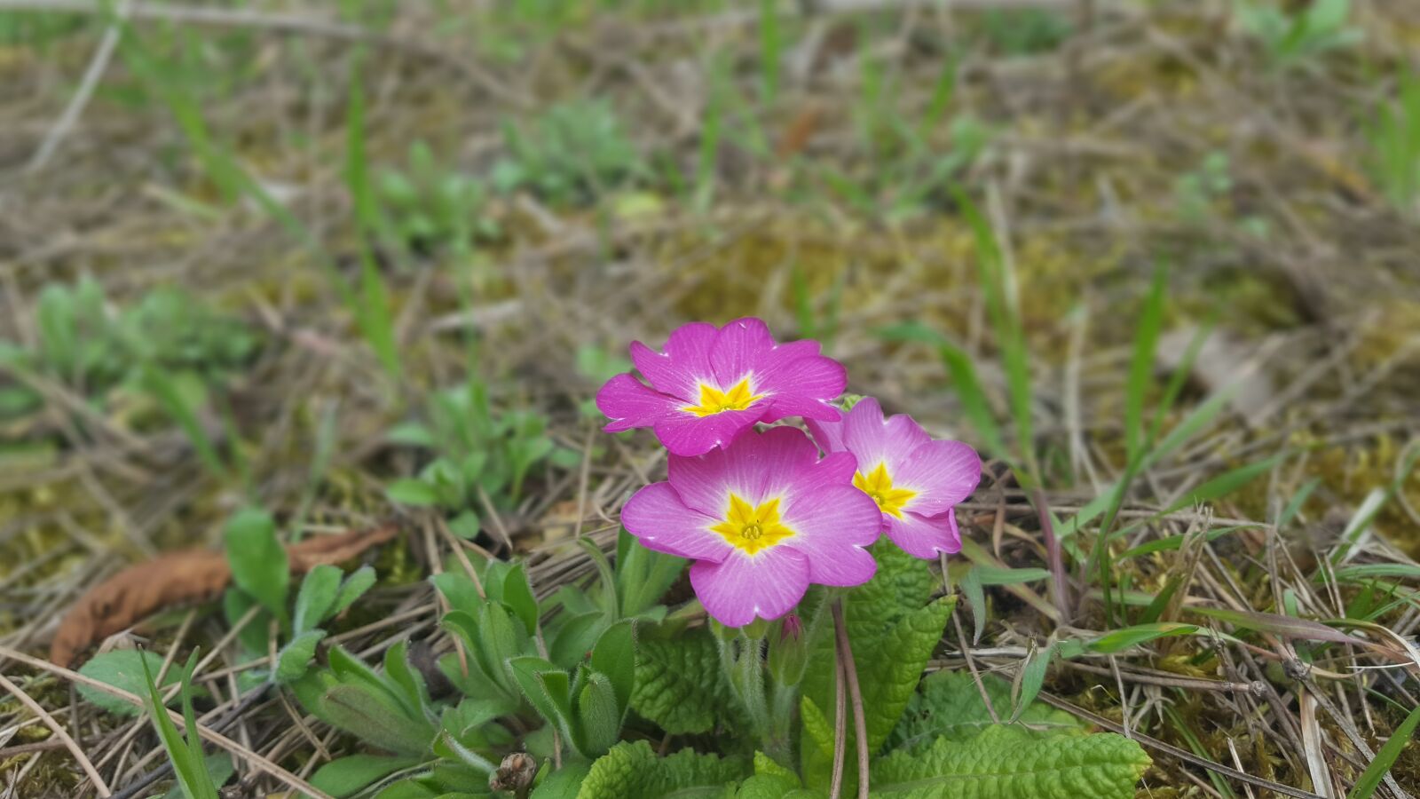 Samsung Galaxy S6 sample photo. Nature, flower, plant photography