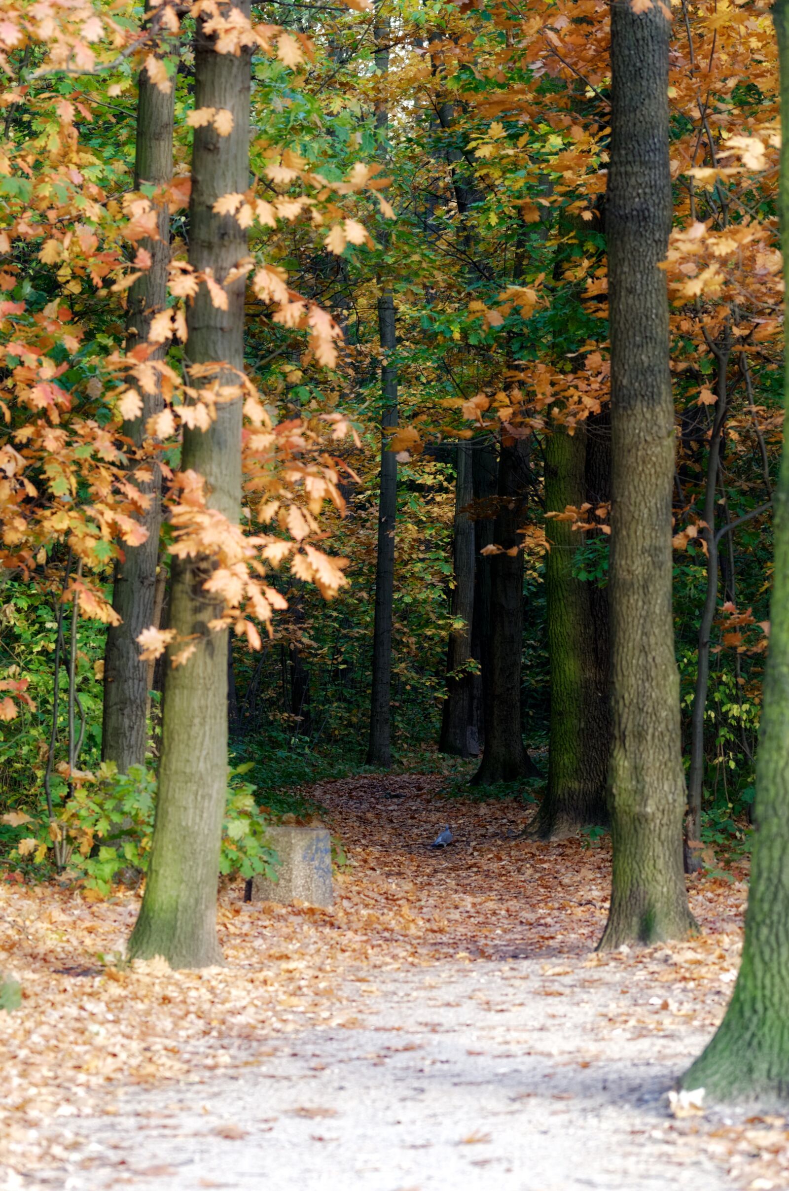 Nikon D5100 sample photo. Forest, trees, nature photography