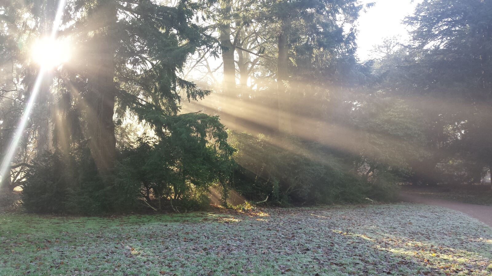 Samsung Galaxy S4 sample photo. Misty morning, cotswolds, westonbirt photography