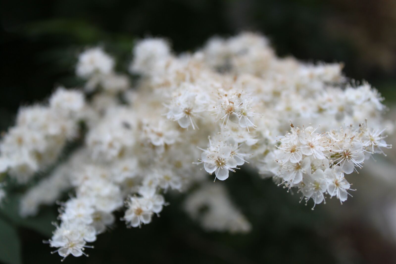 Canon EOS 500D (EOS Rebel T1i / EOS Kiss X3) sample photo. Flower, close-up, white photography