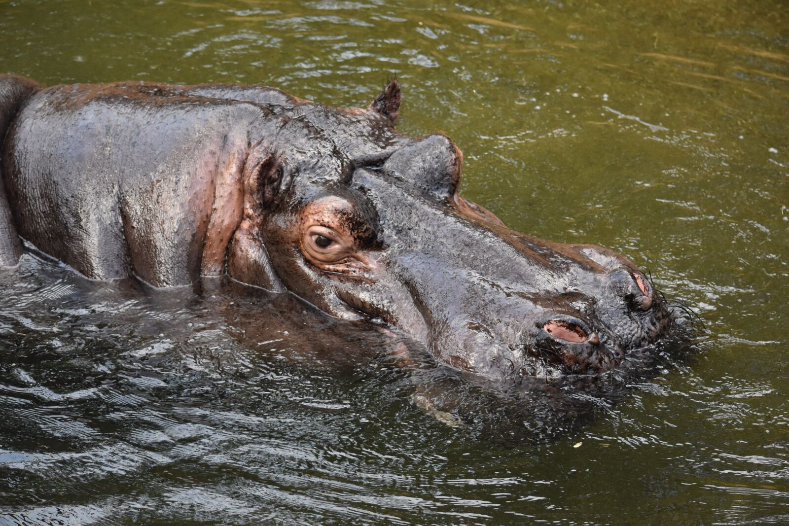 Nikon D7200 sample photo. Hippopotamus, hippo, mammal photography