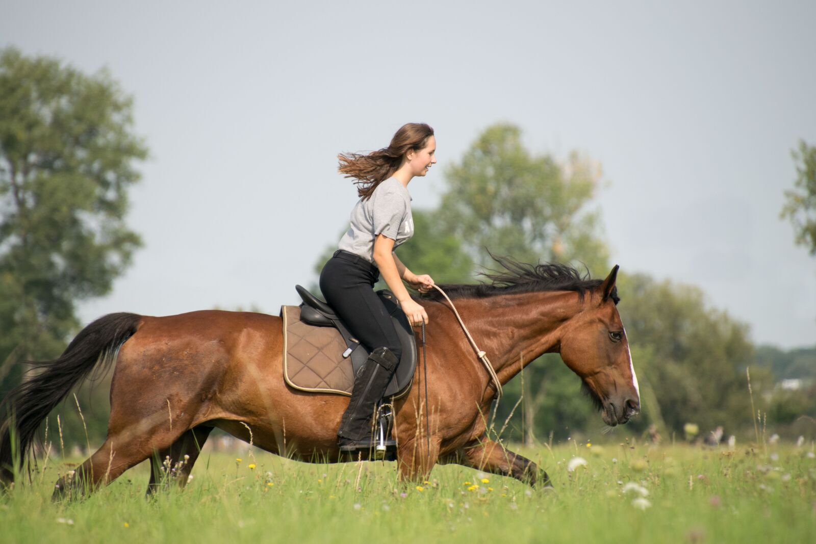Nikon D3300 sample photo. Horse, cavalry, grass photography