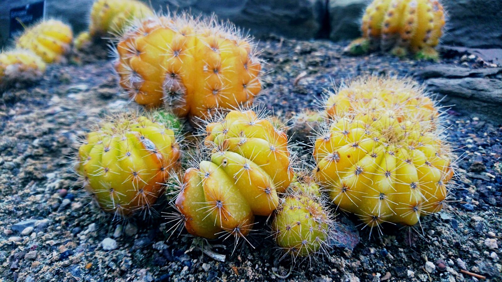 Sony Xperia Z5 Premium sample photo. Cactus, yellow, nature photography