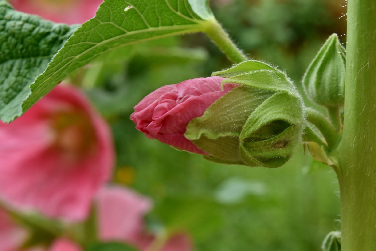 Nikon D5500 sample photo. Flower bud, flower garden photography