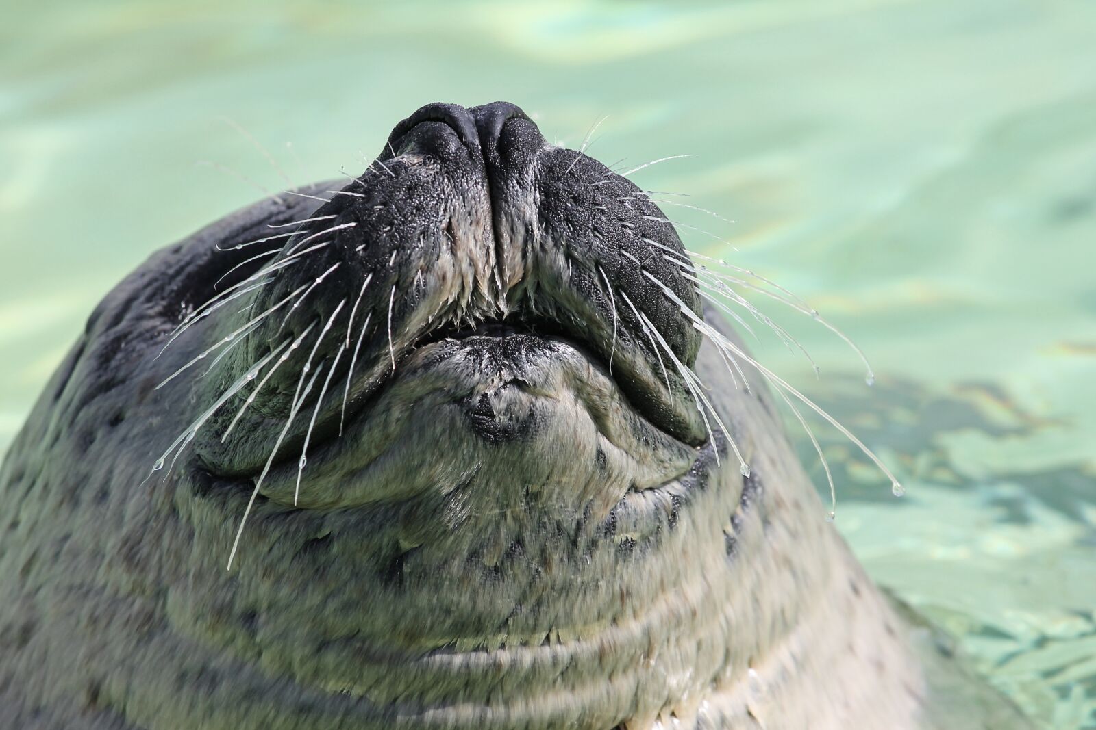 Canon EOS 1100D (EOS Rebel T3 / EOS Kiss X50) sample photo. Seal, robbe, snout photography
