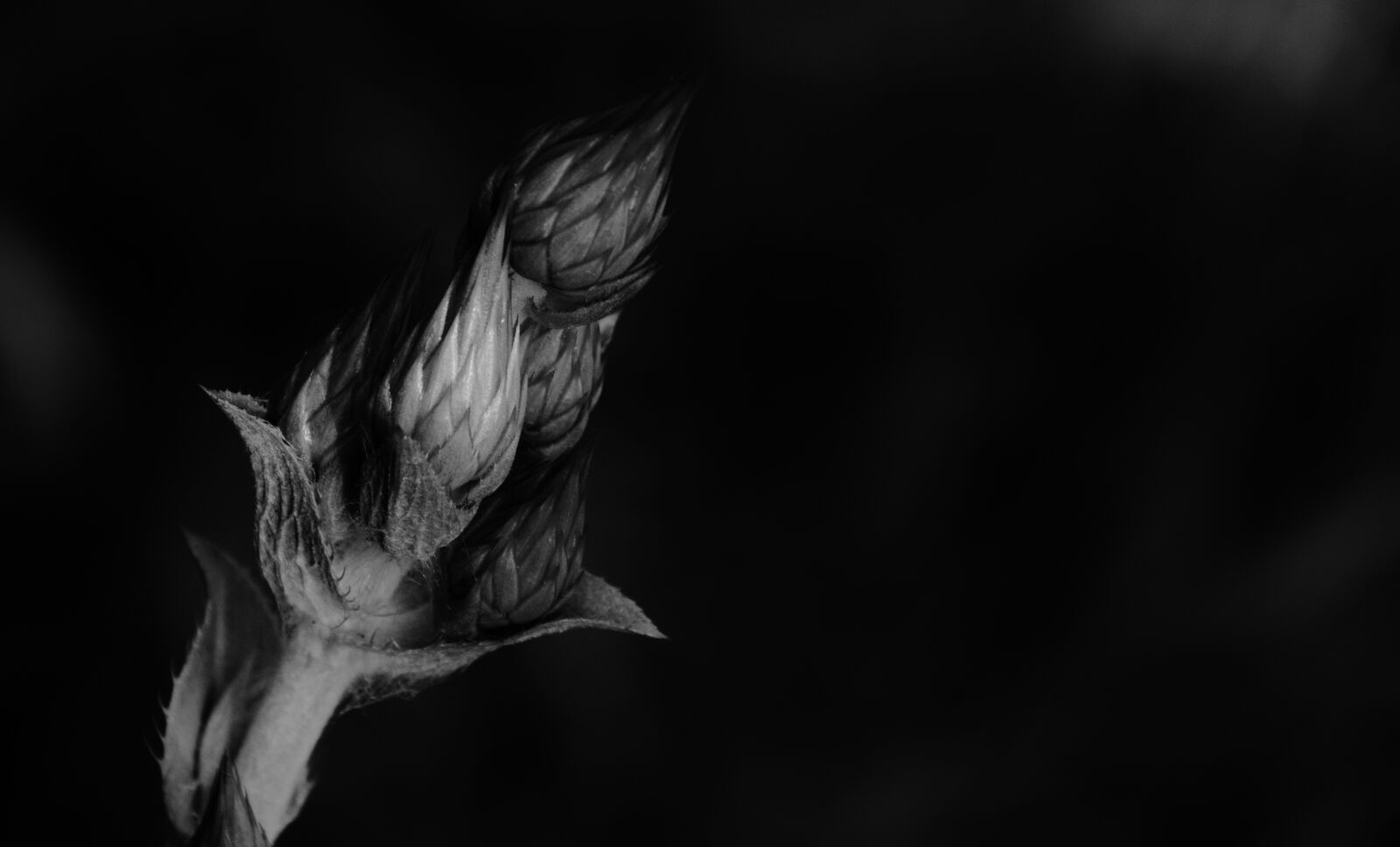 Nikon D7000 sample photo. Plant, seeds, black and photography