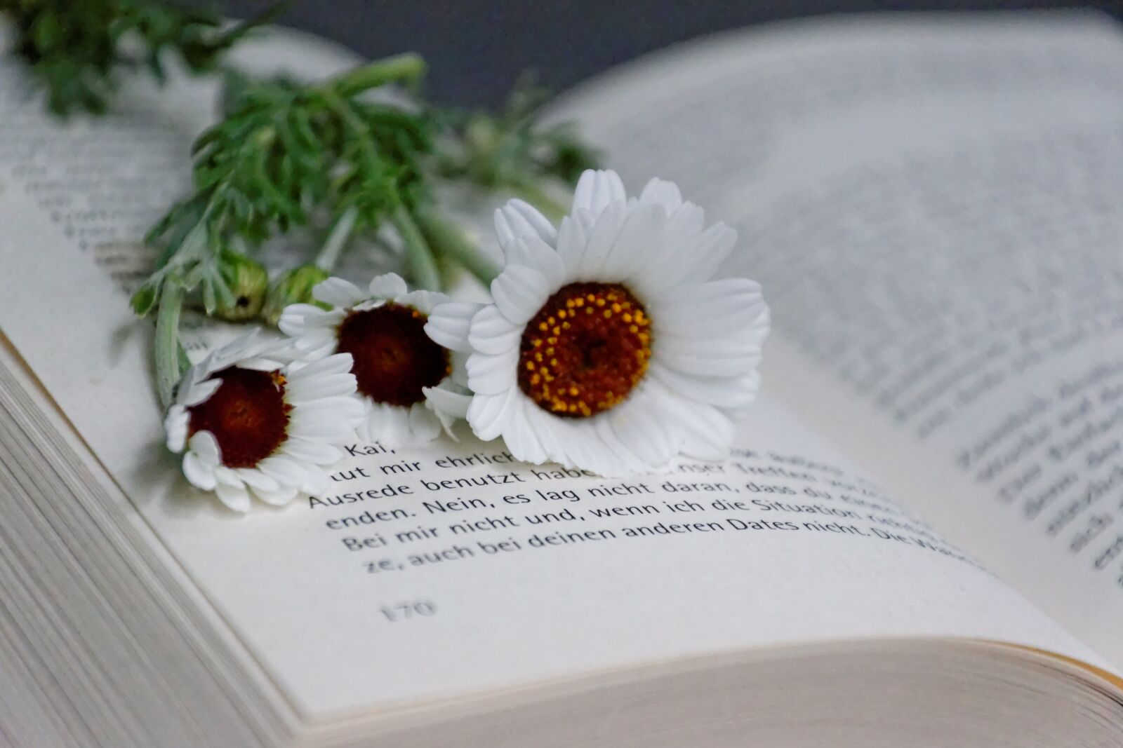 Nikon D5300 sample photo. Book, flowers, read photography