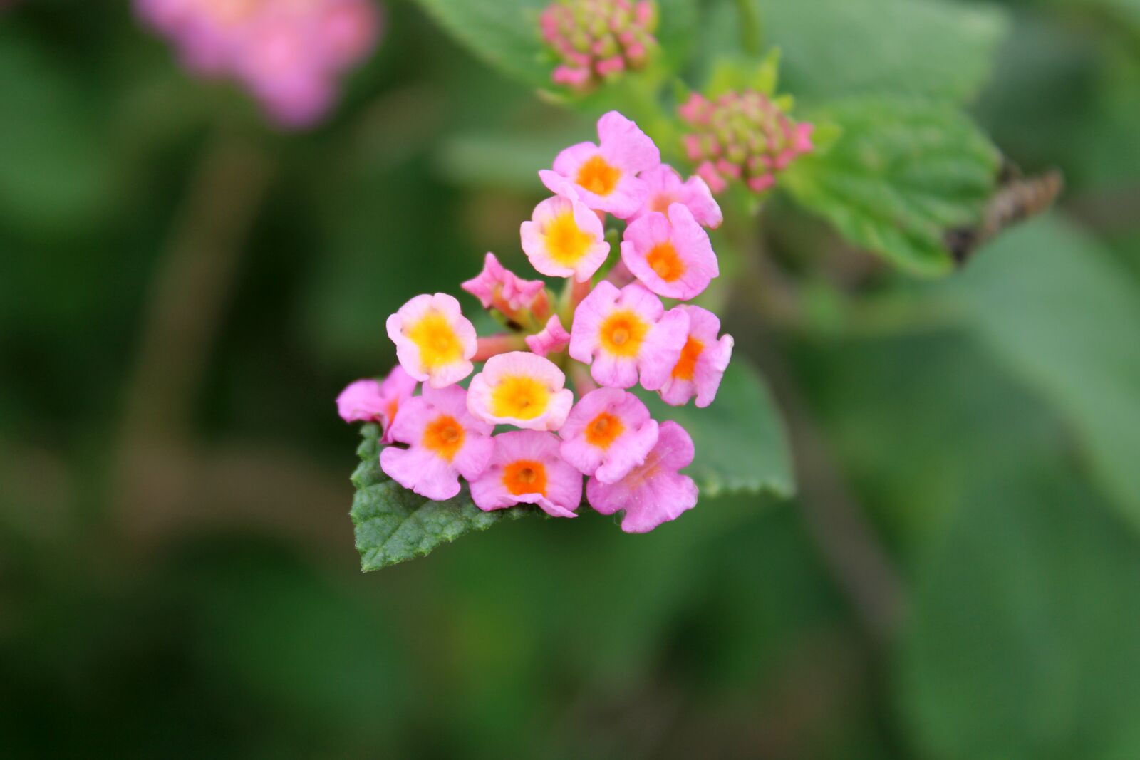 Canon EOS 2000D (EOS Rebel T7 / EOS Kiss X90 / EOS 1500D) sample photo. Outdoor, cluster, creeper photography