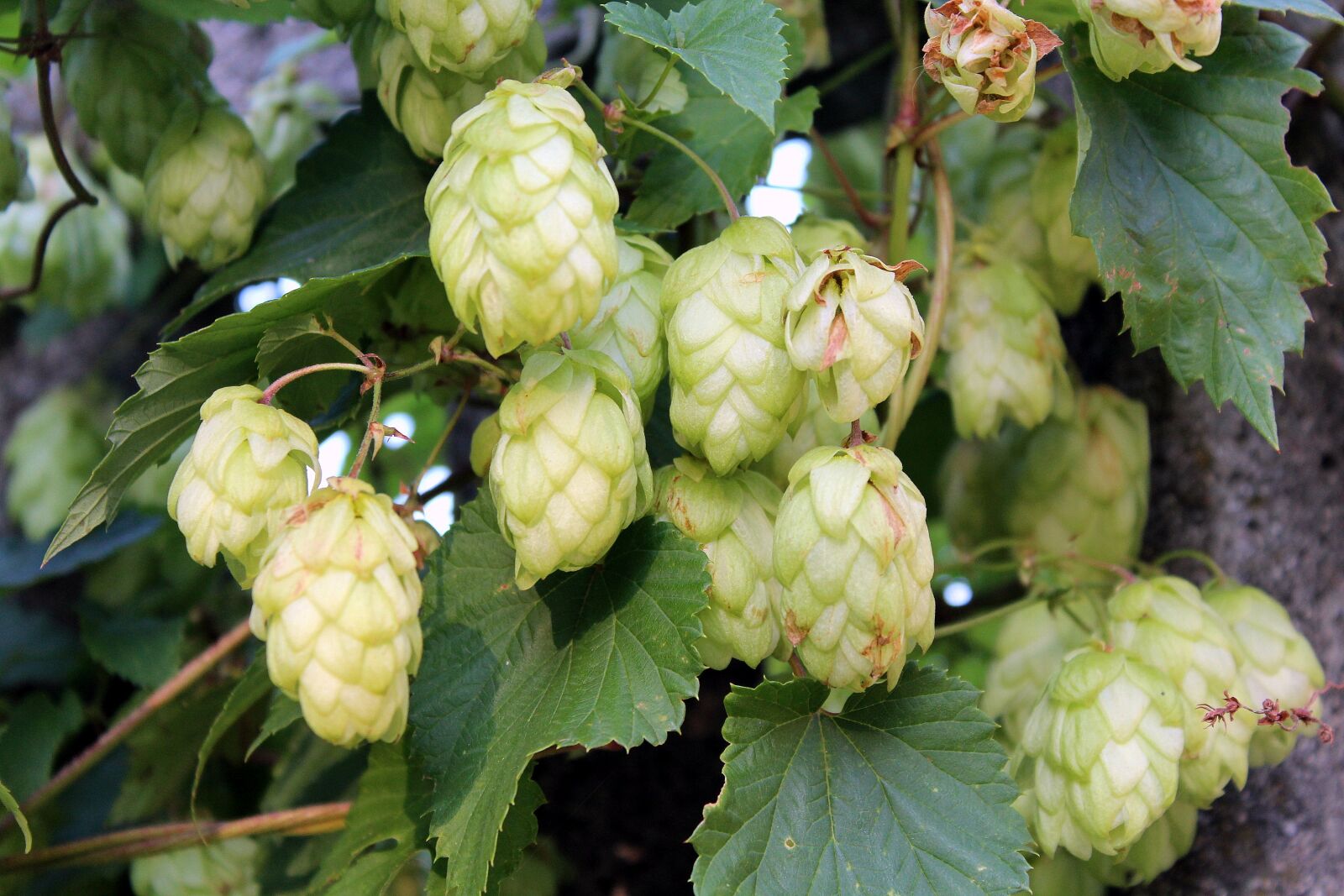 Canon EOS 1200D (EOS Rebel T5 / EOS Kiss X70 / EOS Hi) sample photo. Hop, hop cones, plant photography