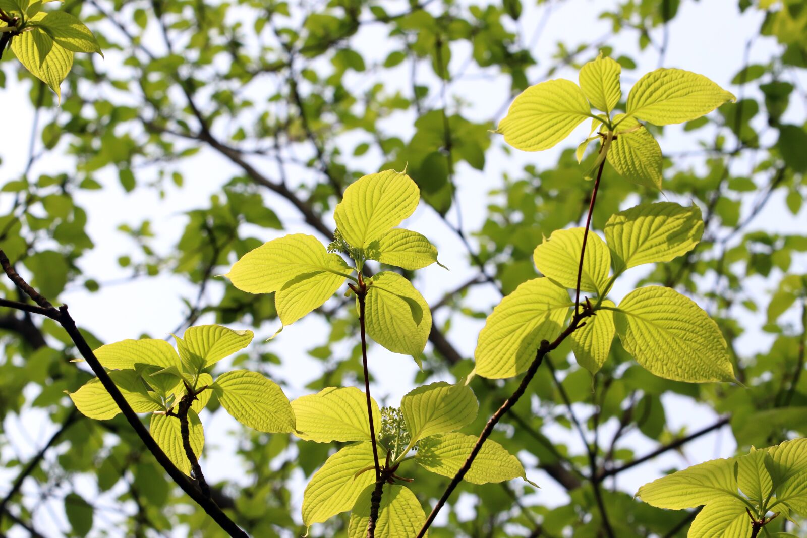 Canon EF 70-200mm F2.8L USM sample photo. Blue, bud, the leaves photography