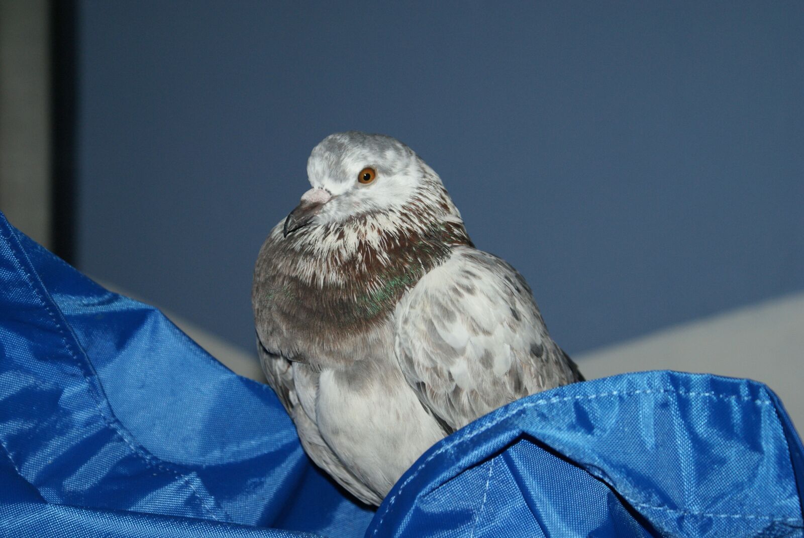 Sony Alpha DSLR-A200 sample photo. Pigeon, bird, plumage photography