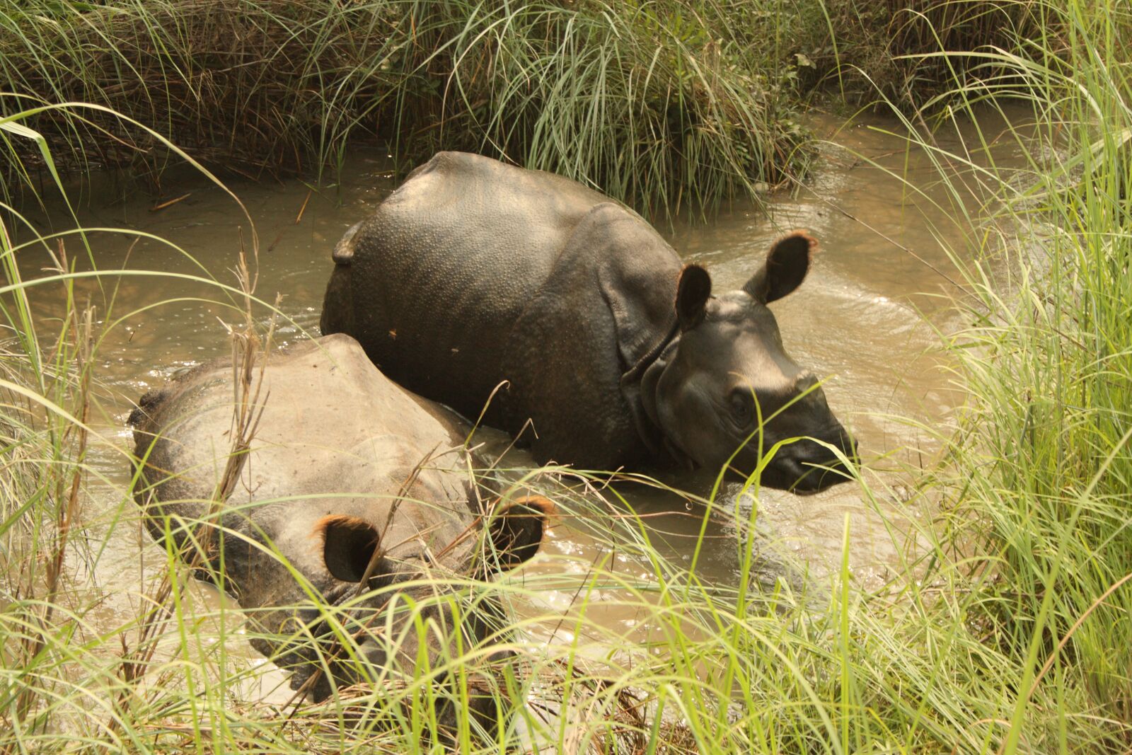 Canon EOS 450D (EOS Rebel XSi / EOS Kiss X2) sample photo. Rhino, nepal, chitwan photography