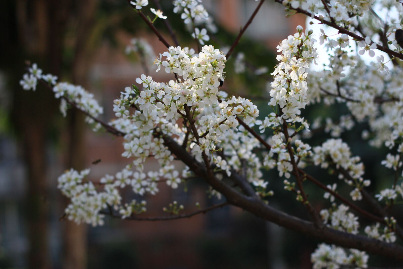 Canon EOS 600D (Rebel EOS T3i / EOS Kiss X5) + Canon EF 50mm F1.8 II sample photo. Plum blossom, spring, flower photography