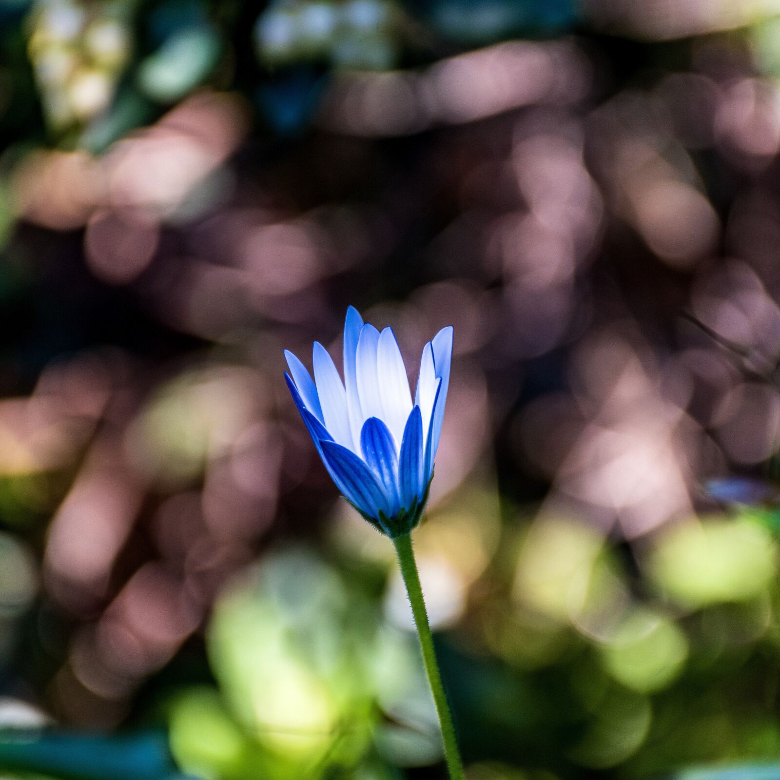Nikon D5600 sample photo. Tulip, macro, flower photography