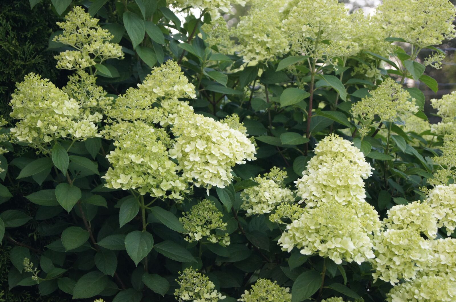 Sony SLT-A55 (SLT-A55V) sample photo. Flowers, hydrangea, a garden photography