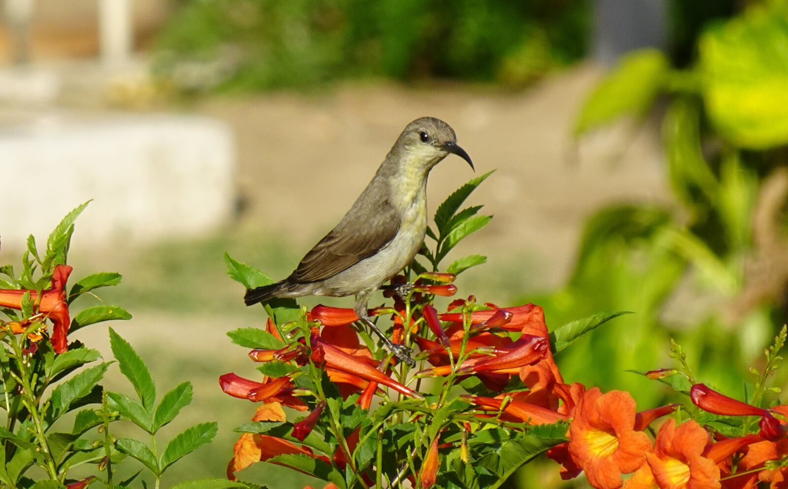 Sony DSC-WX800 sample photo. Bird, purple sunbird, cinnyris photography