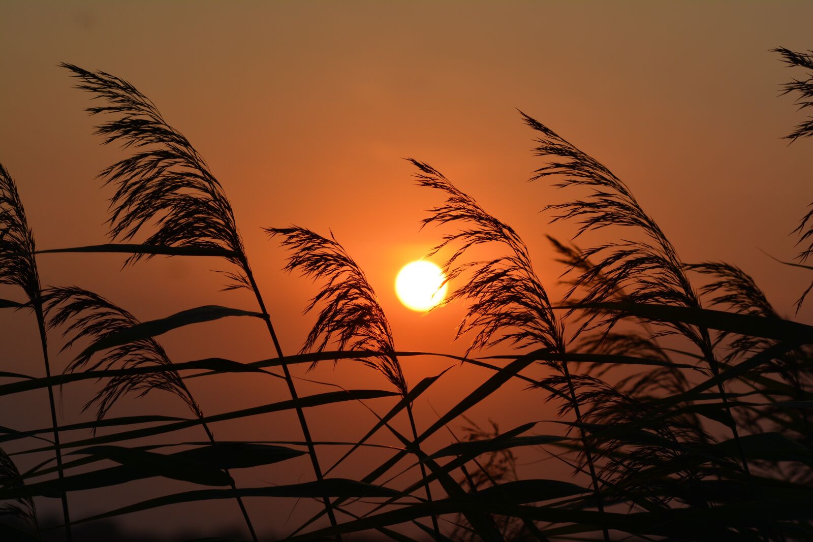Nikon D5200 sample photo. Sunset, nature, landscape photography
