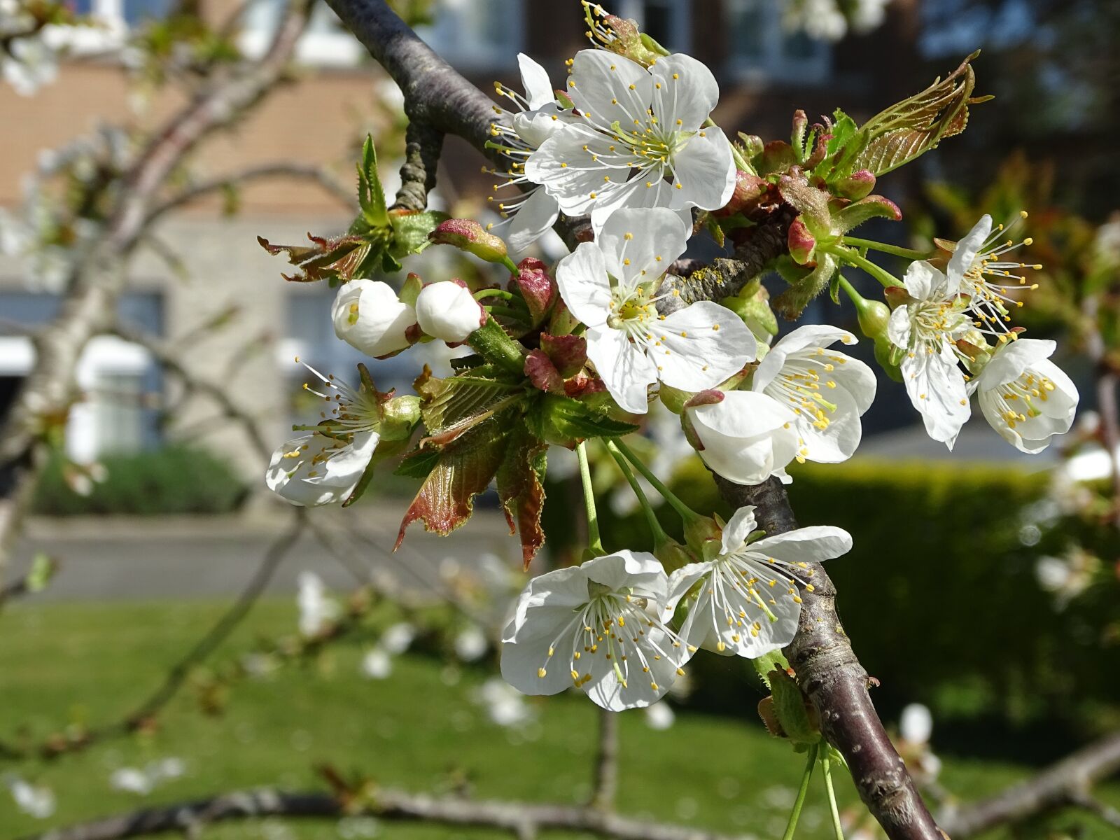 Sony Cyber-shot DSC-HX400V sample photo. Cherry, flower, spring photography