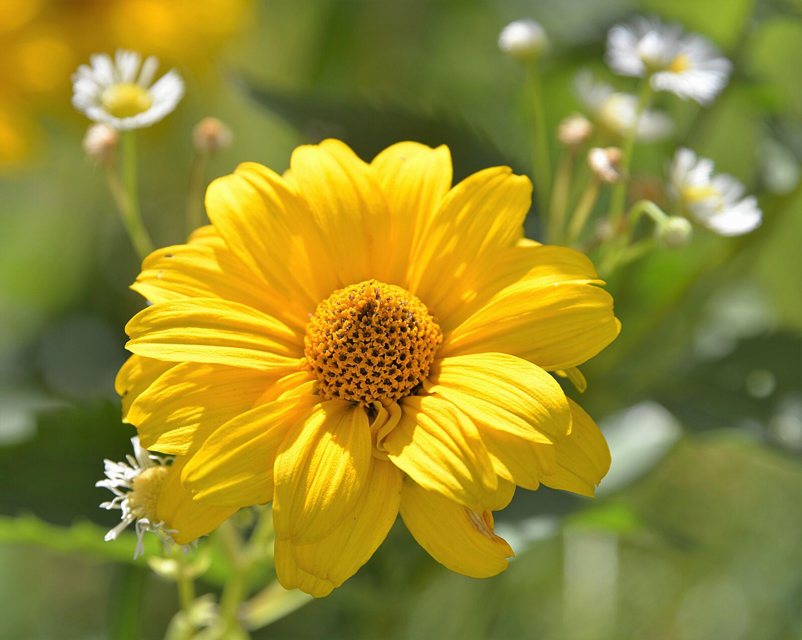 Nikon D610 sample photo. Blossom, bloom, perennial sunflower photography