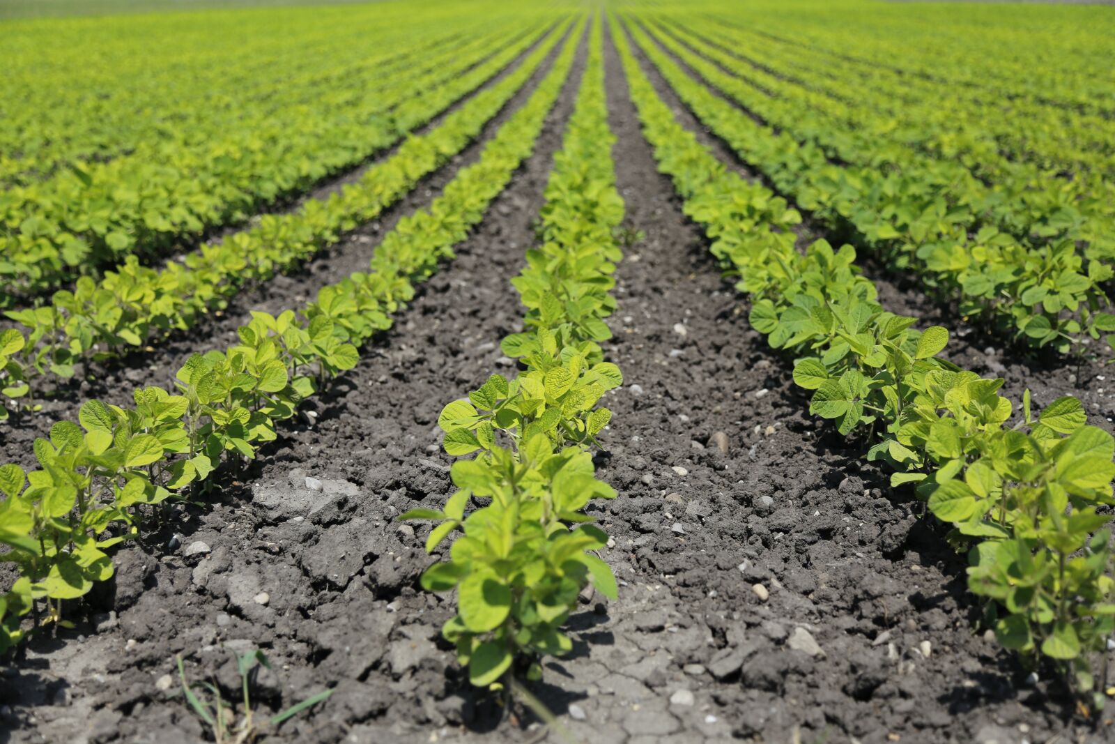 Canon EOS 6D + Canon EF 24-105mm F4L IS USM sample photo. Agriculture, field, food photography