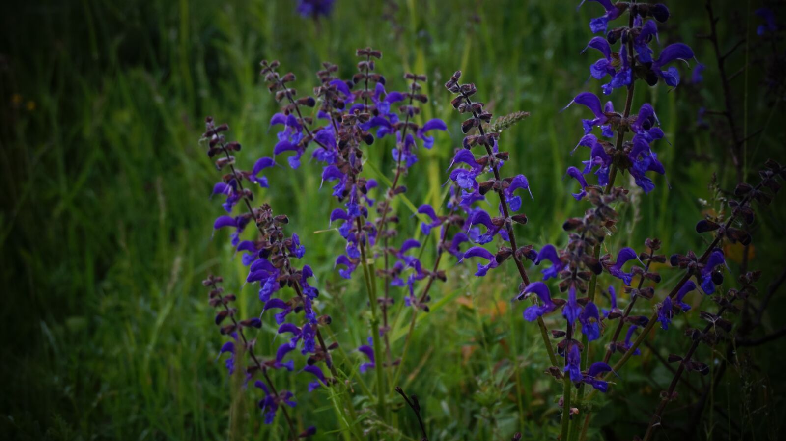 Sony Alpha a5000 (ILCE 5000) sample photo. Flowers, nature, summer flowers photography