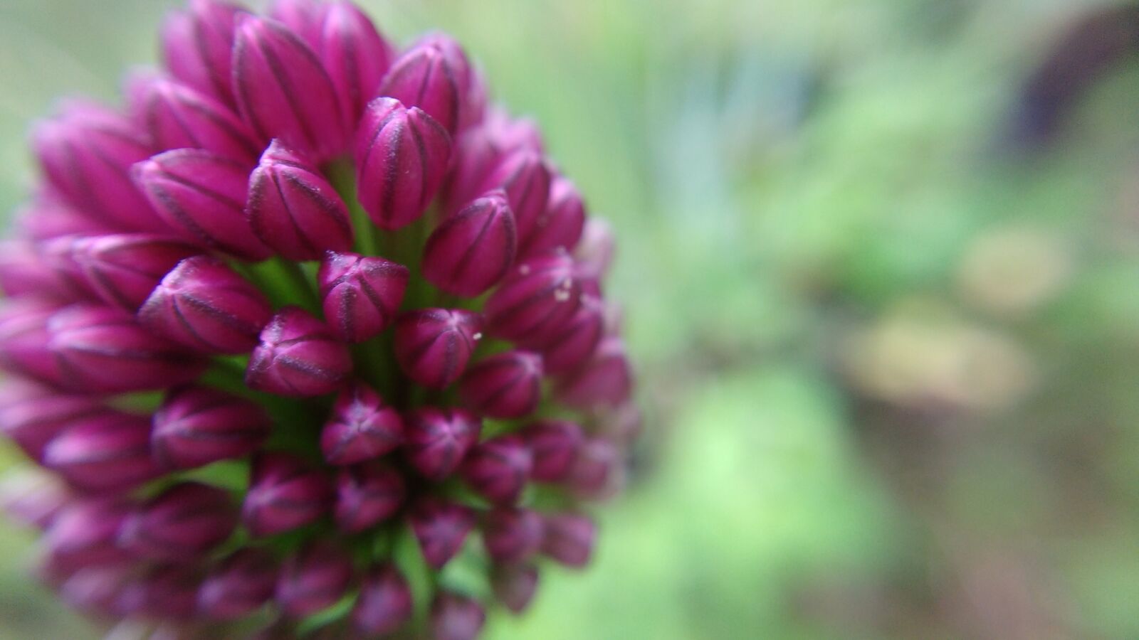 Motorola MotoG3 sample photo. Macro, flower, nature photography