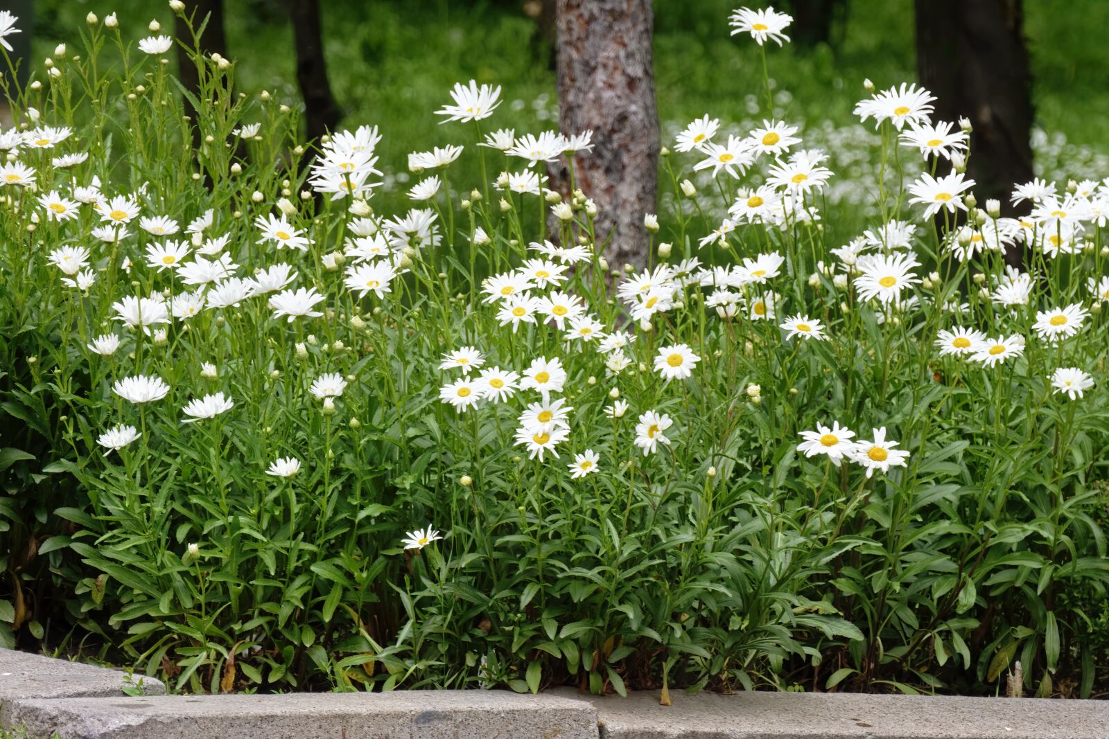 Nikon D5300 sample photo. Flowers, whites, daisies photography