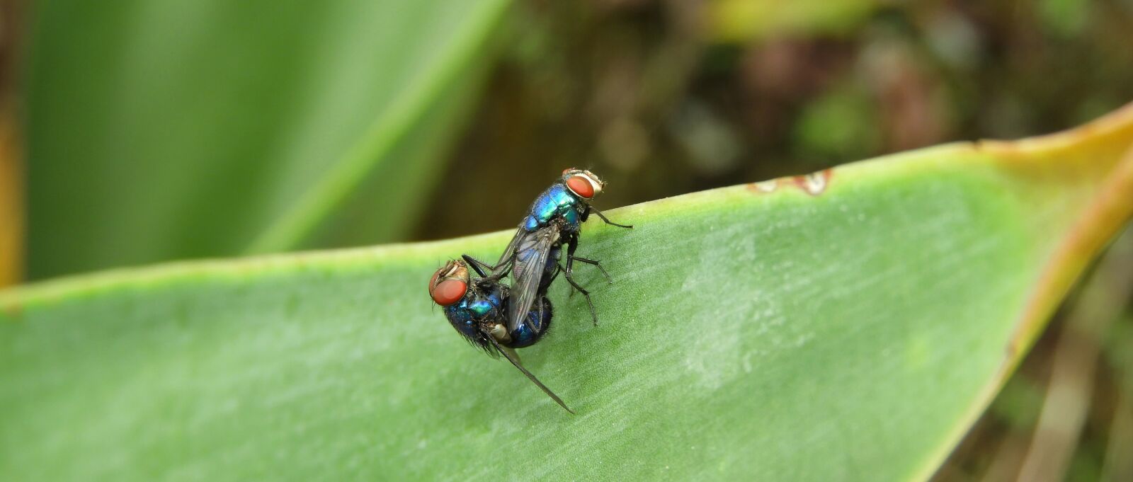Nikon Coolpix B700 sample photo. Insects, flies, colombia photography