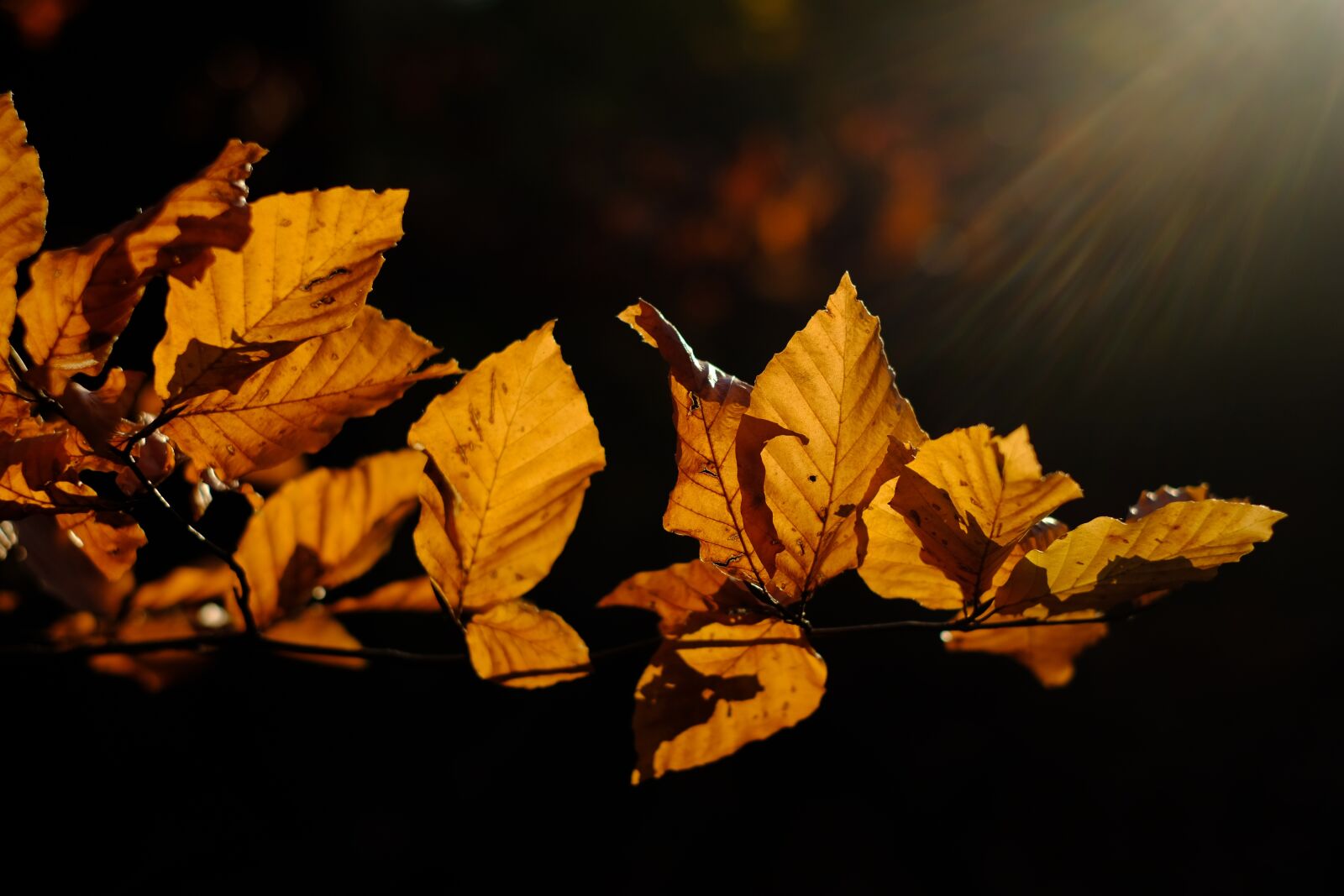 Fujifilm X-T2 + Fujifilm XF 35mm F1.4 R sample photo. Leaves, hornbeam, branch photography