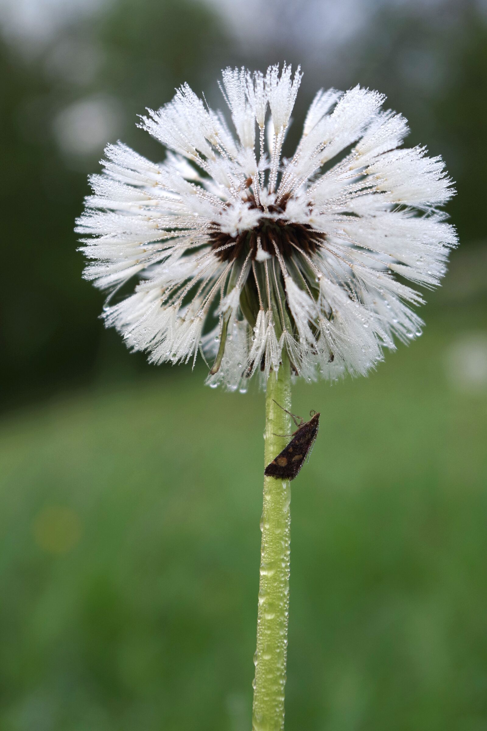 Pentax K-30 sample photo. Dandelion, dewdrop, insect photography