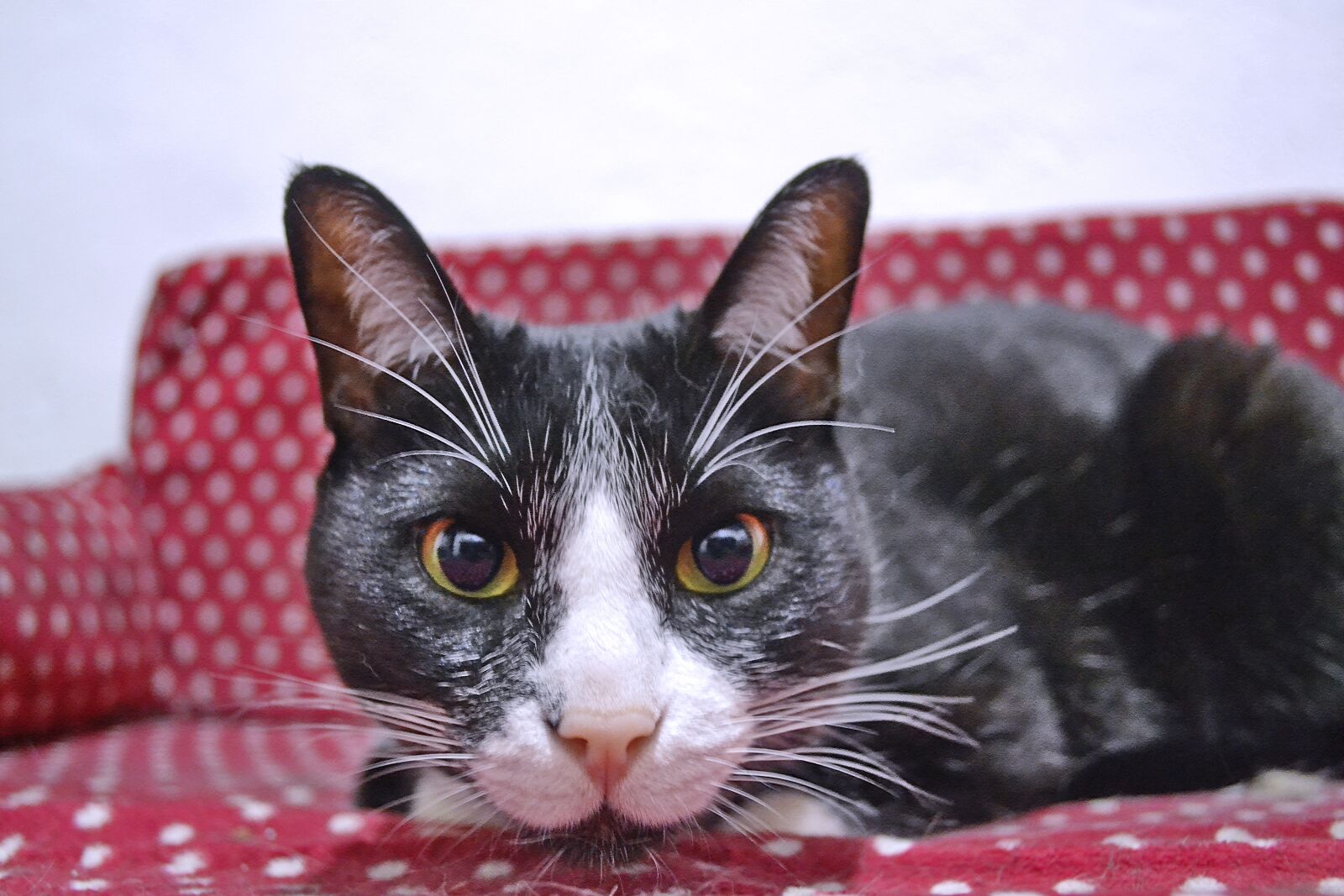 Nikon D3100 sample photo. Cat, feline, pet photography