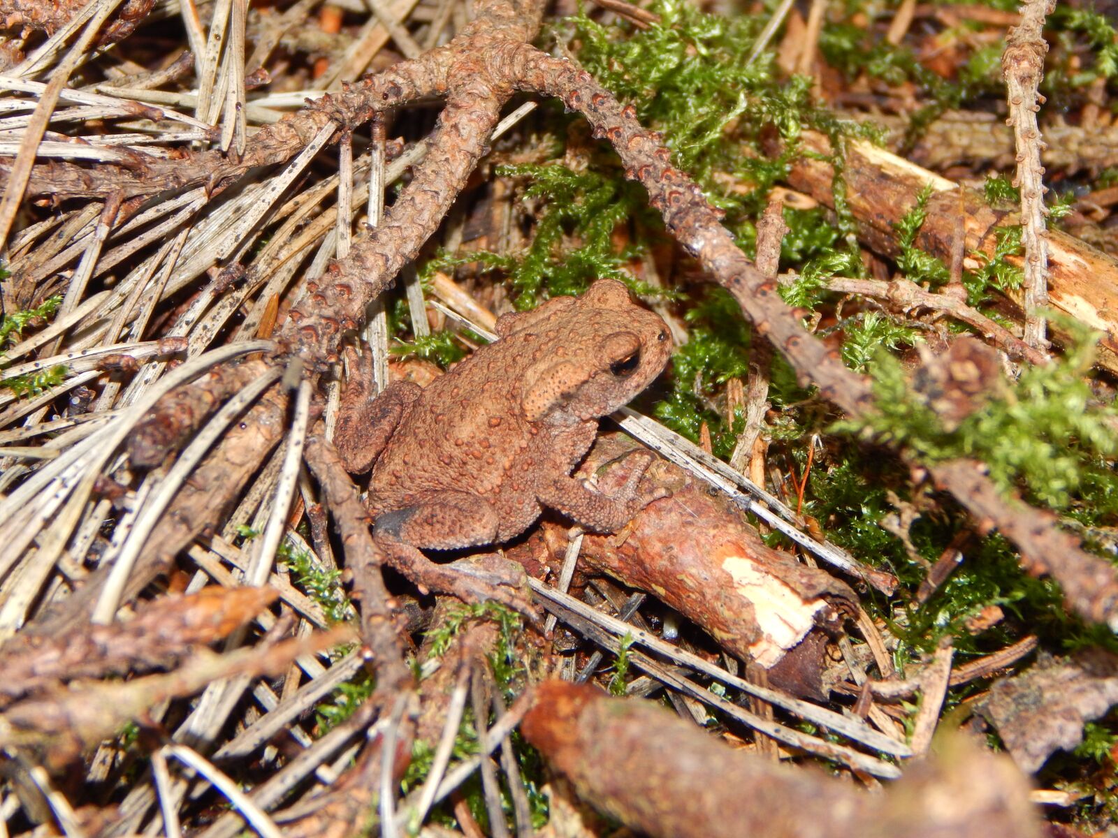 Nikon Coolpix L830 sample photo. Toad, common toad, frog photography