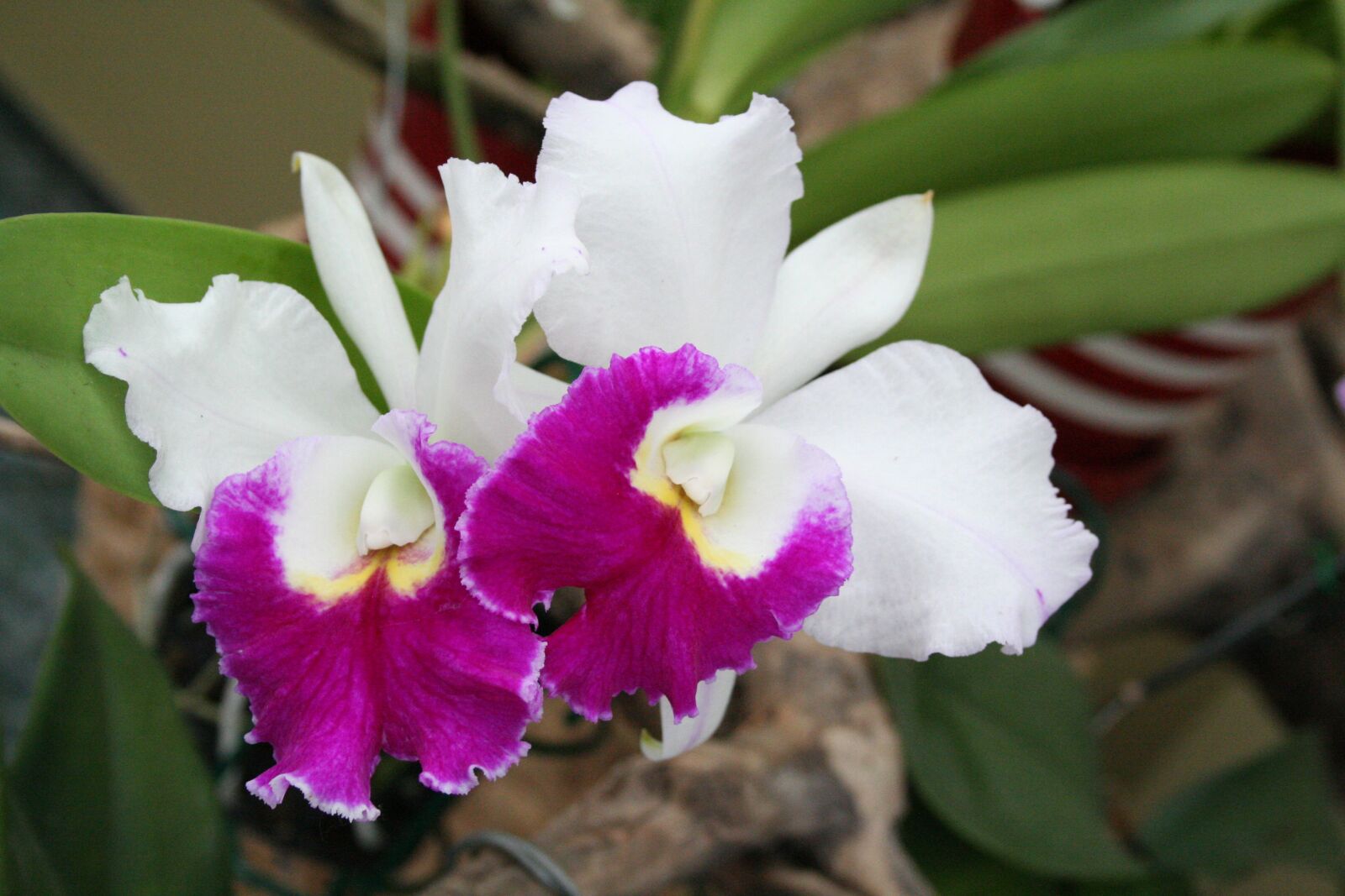 Canon EOS 350D (EOS Digital Rebel XT / EOS Kiss Digital N) sample photo. Flower, orchid, plant photography